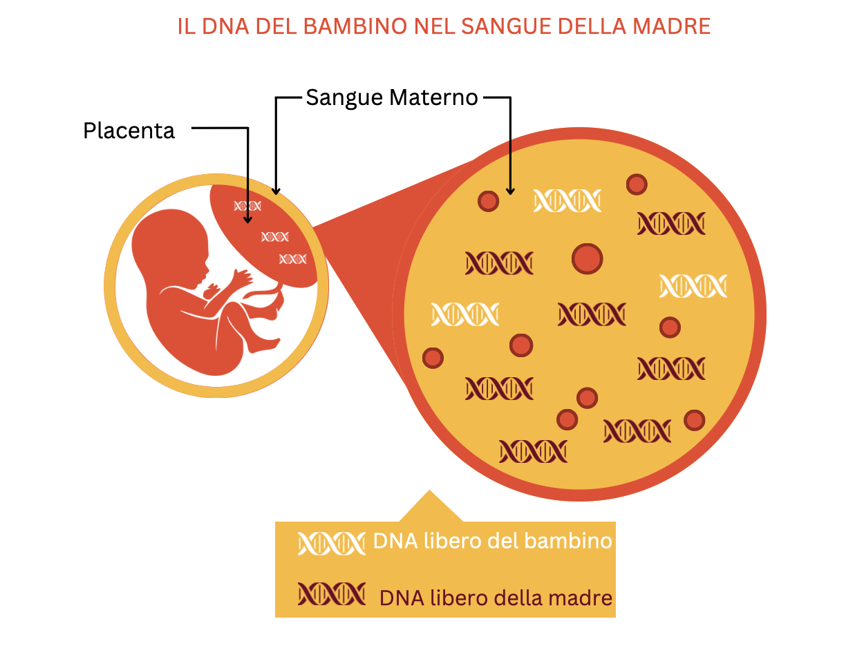 Schéma ADN madre bambino gravidanza